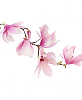 Vinilo floral 1004